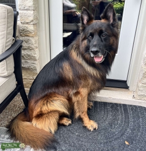 Long-haired German Shepherd Stud Listing Image