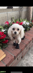 Maltipoo Stud Listing Image