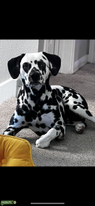Dalmatian Stud Listing Image