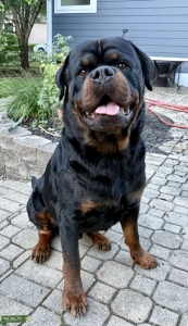 Serbian Import Stud Service  Listing Image