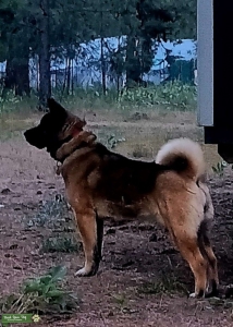 Beautiful Purebred Akita Listing Image