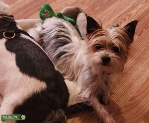 Yorkie  Listing Image