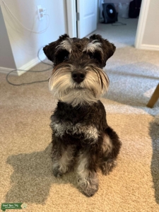 11 lbs Male Mini Schnauzer Silver & Black Listing Image