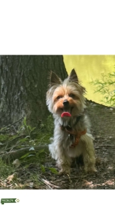  AKC Yorkie Stud – “Xander” – Richmond, VA Listing Image