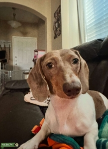 Piebald Mini Dachshund Female Listing Image