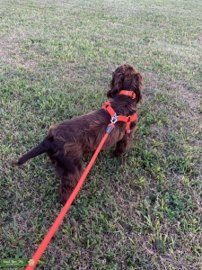 Field bred English Cocker Spaniel Listing Image