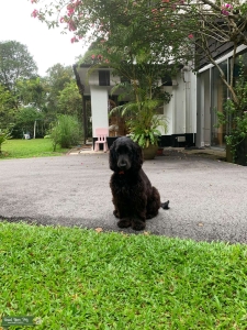 Cocker Spaniel Singapore Listing Image