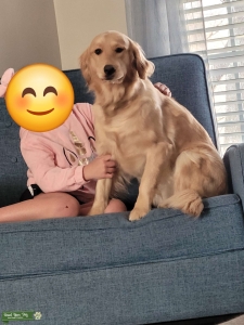 Purebred Golden Retriever  Listing Image