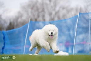 Purebred Samoyed Listing Image