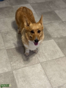 Purebred corgi AKC Listing Image