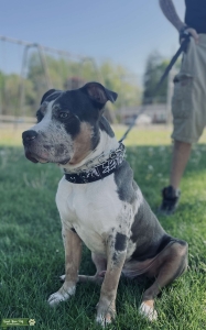 American Bully Xl stud Listing Image