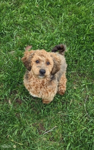 3 year old Maltipoo Stud Listing Image