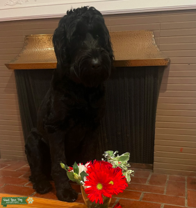 Giant Schnauzer STUD From WHITTIER CA Listing Image
