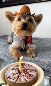 Proven Yorkie Stud – Milo (Playful, Calm, 8 lbs – Irvine, CA Listing Image