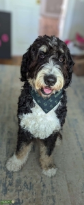 F1 Bernedoodle  Listing Image