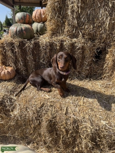Sweet girl, loves to run around, and loves belly rubs Listing Image