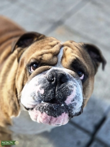 English bull dog  Listing Image