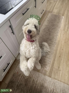 Sheepadoodle 1 year old about to go into heat  Listing Image