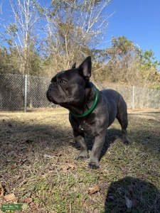 French Bulldog Male for Stud – 2 y/o, Vaccinated, Friendly Listing Image