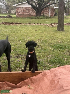 AKC poodle  Listing Image