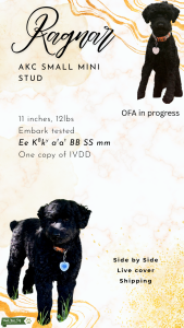 AKC poodle  Listing Image
