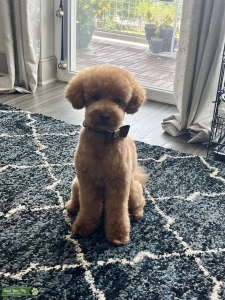 Poodle (toy) - Red (10 lbs) Listing Image