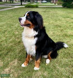 BMD Stud - Gus Listing Image