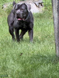 Iccf cane corso Listing Image