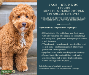 Rare 50/50 Goldendoodle Stud in a Mini Package Listing Image