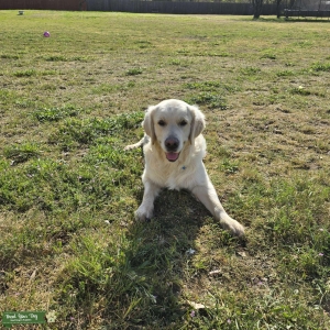 English Cream Retriever Stud Listing Image