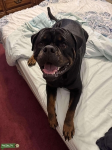AKC Serbian imported Rottweiler stud Listing Image