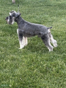 Miniature Schnauzer Stud – Salt & Pepper with Pedigree! Listing Image