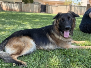 Long haired German shepherd  Listing Image