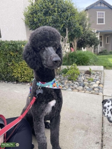 Blue Standard Poodle Male  Listing Image
