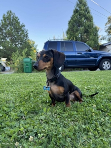 mini Black and Tan dachshund  Listing Image