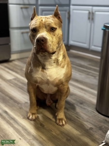 XL American Bully Listing Image