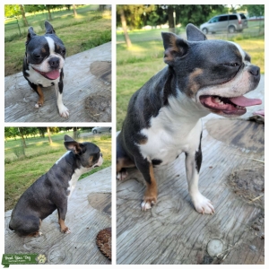 CKC/UKC Blue-Tri Boston Terrier Listing Image