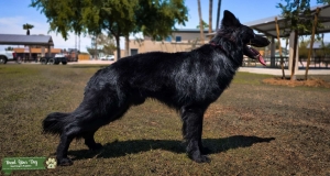 Long coat GSD Listing Image