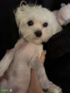 1 year old boy stud Maltese Listing Image