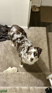 Earl the Australian Shepherd Listing Image
