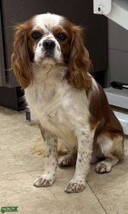AKC Cavalier King Charles Spaniel Listing Image