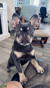 Female ready for stud Listing Image
