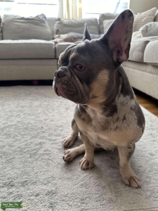 Lilac tan/ Merle carrier  Listing Image