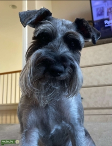 Handsome Mini Schnauzer  Listing Image