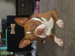 AKC Seal and White Boston Terrier  Listing Image