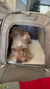 Male Caramel/Grey Mini Schnauzer  Listing Image