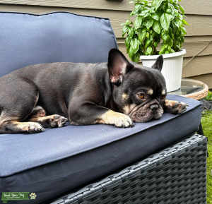 Gentle Natured Black & Tan French Bulldog (Blue Eye Heterochromia/Fawn Offspring) Listing Image