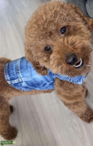 Toy poodle red Listing Image
