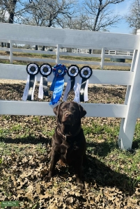 Zeus - Chocolate Lab Stud Listing Image