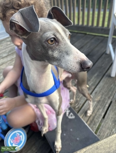 Blue Italian Greyhound Listing Image